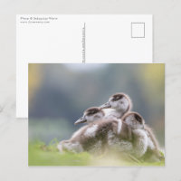 Gänse Chicks Nature Foto