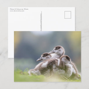 Gänse Chicks Nature Foto Postkarte