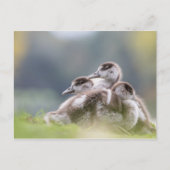 Gänse Chicks Nature Foto Postkarte (Vorderseite)