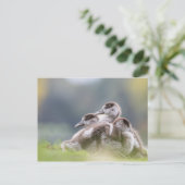 Gänse Chicks Nature Foto Postkarte (Stehend Vorderseite)