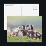 Gänse Chicks Nature Foto Postkarte<br><div class="desc">Nature Foto einer Gruppe von Gänsküken versuchen warm behalten. Fotografiert am Rhein im Western Deutschland. Foto © Sebastian Wurm.</div>