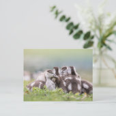 Gänse Chicks Nature Foto Postkarte (Stehend Vorderseite)