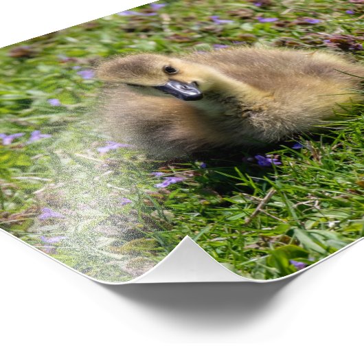 Gänse des Babys (Gänse) Fotodruck (Ecke)