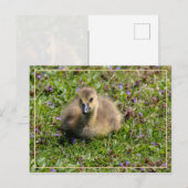 Gänse des Babys (Gänse) Postkarte (Vorne/Hinten)