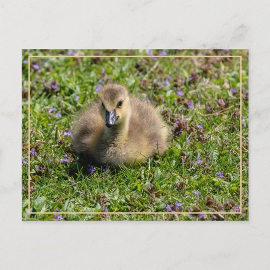 Gänse des Babys (Gänse) Postkarte (Vorderseite)