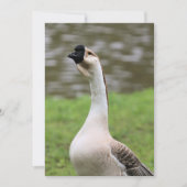 Gänse Einladung (Vorderseite)