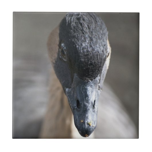 Gänse Fliese (Vorderseite)