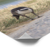 Gänse-Foto-Plakat Poster (Ecke)