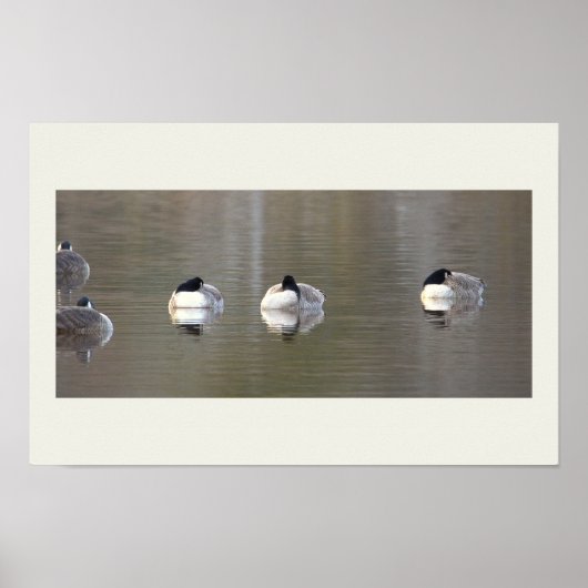 Gänse Foto Poster (Vorne)