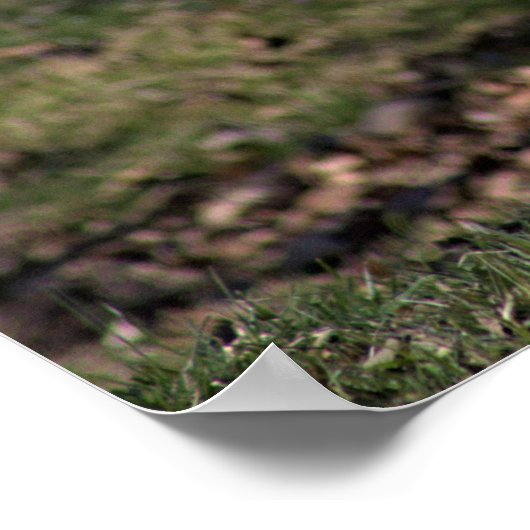 Gänse-Foto Poster (Ecke)