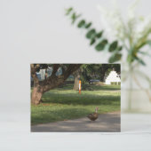 Gänse Foto Postkarte (Stehend Vorderseite)