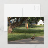 Gänse Foto Postkarte (Vorne/Hinten)