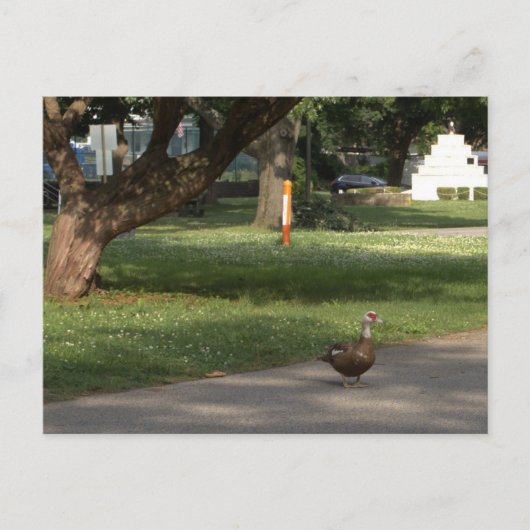 Gänse Foto Postkarte (Vorderseite)