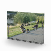 Gänse Fotoblock (Rechts)