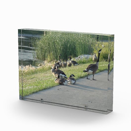 Gänse Fotoblock (Rechts)