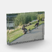 Gänse Fotoblock (Links)