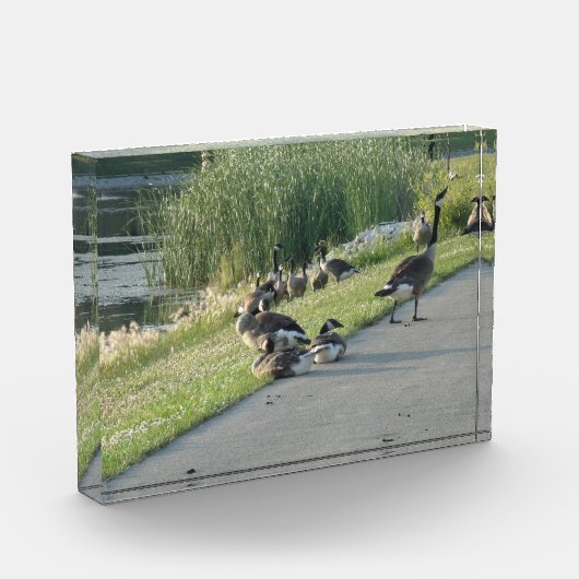 Gänse Fotoblock (Links)