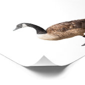 Gänse Fotodruck (Ecke)