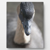 Gänse Fotoplatte (Vorderseite)