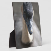 Gänse Fotoplatte (Seite)