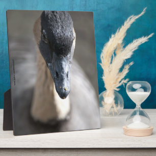 Gänse Fotoplatte