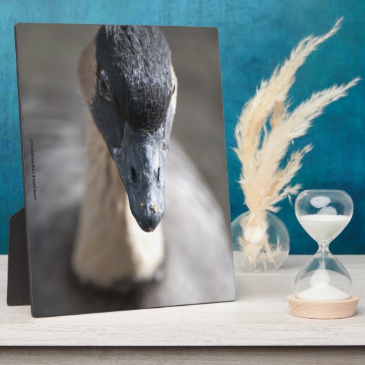 Gänse Fotoplatte (Seite)