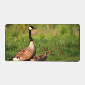 Gänse Gänse Natur Outdoor Foto Schreibtischunterlage