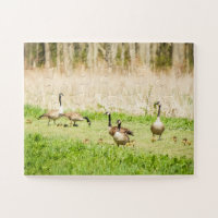 Gänse & Goslings Oversifiziert