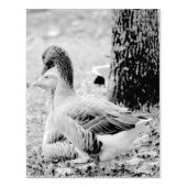 Gänse Gummistempel (Prägung)