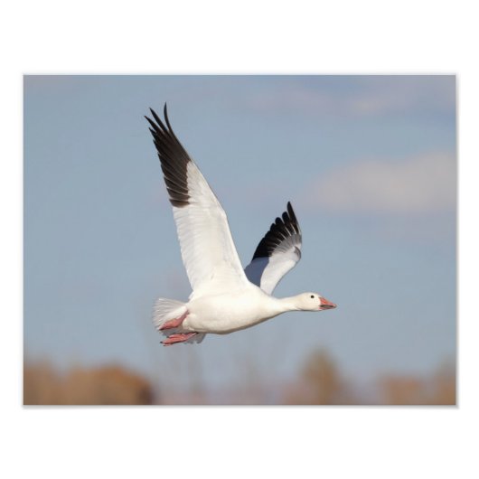 Gänse hoch am Himmel Fotodruck (Vorne)