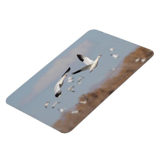 Gänse im Bosque-Himmel Magnet (Linke Seite)