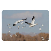 Gänse im Bosque-Himmel Magnet (Horizontal)