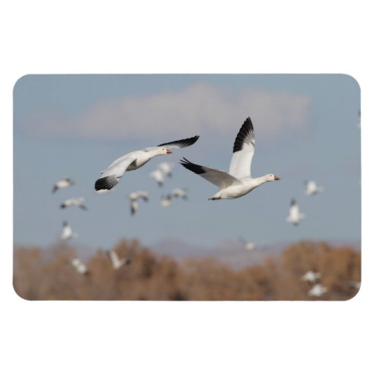 Gänse im Bosque-Himmel Magnet (Horizontal)