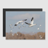 Gänse im Bosque-Himmel Magnetkarte (Vorne/Hinten)