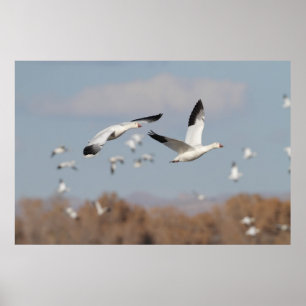 Gänse im Bosque-Himmel Poster