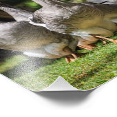 Gänse im Dordogne-Foto Fotodruck (Ecke)