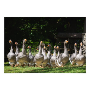 Gänse im Dordogne-Fotodruck Fotodruck