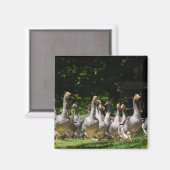 Gänse im Dordogne-Magneten Magnet (Vorderseite/Rückseite)