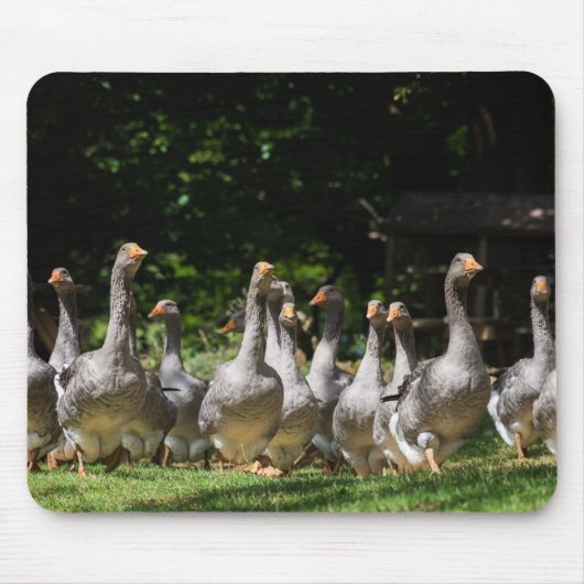 Gänse im Dordogne mousepad (Vorne)
