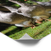 Gänse im Dordogne-Plakatdruck Poster (Ecke)