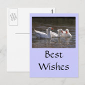 Gänse im Duckpond Postkarte (Vorne/Hinten)