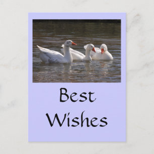 Gänse im Duckpond Postkarte