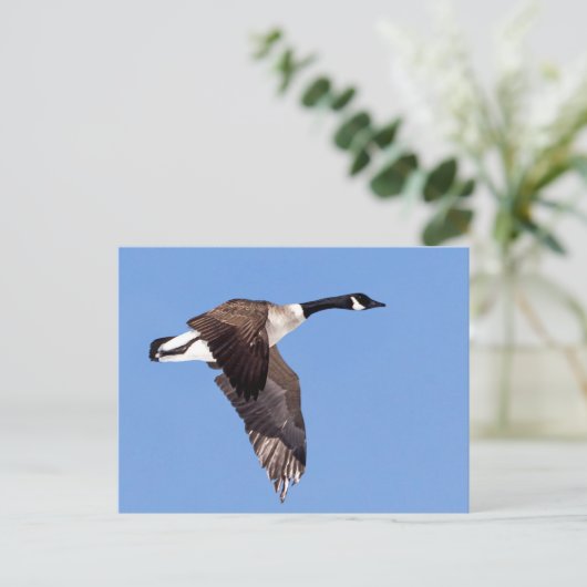 Gänse im Flug Postkarte (Stehend Vorderseite)