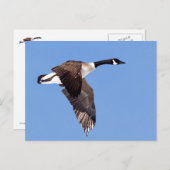 Gänse im Flug Postkarte (Vorne/Hinten)