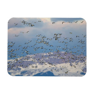 Gänse im Frühjahr Magnet