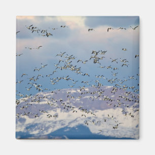 Gänse im Frühjahr Magnet
