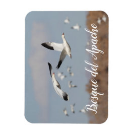 Gänse im Himmel der Bosque del Apache Magnet