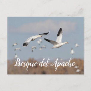 Gänse im Himmel der Bosque del Apache Postkarte
