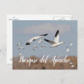 Gänse im Himmel der Bosque del Apache Postkarte (Vorne/Hinten)
