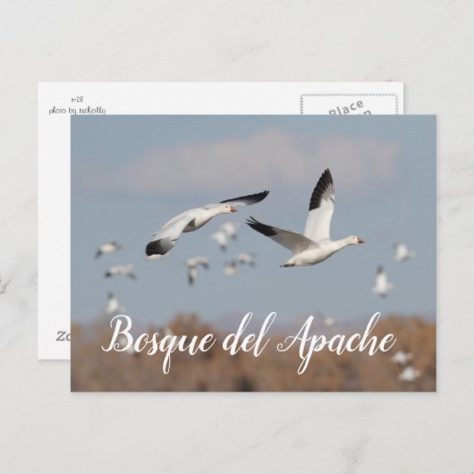 Gänse im Himmel der Bosque del Apache Postkarte (Vorne/Hinten)